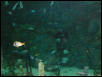 Moody Gardens 2001