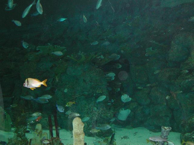 Moody Gardens 2001