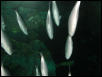 Moody Gardens 2001