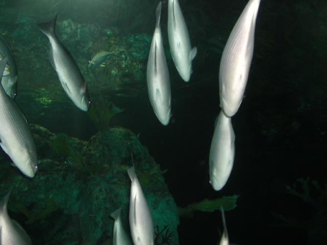Moody Gardens 2001