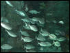 Moody Gardens 2001