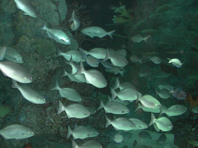 Moody Gardens 2001