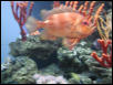 Moody Gardens 2001
