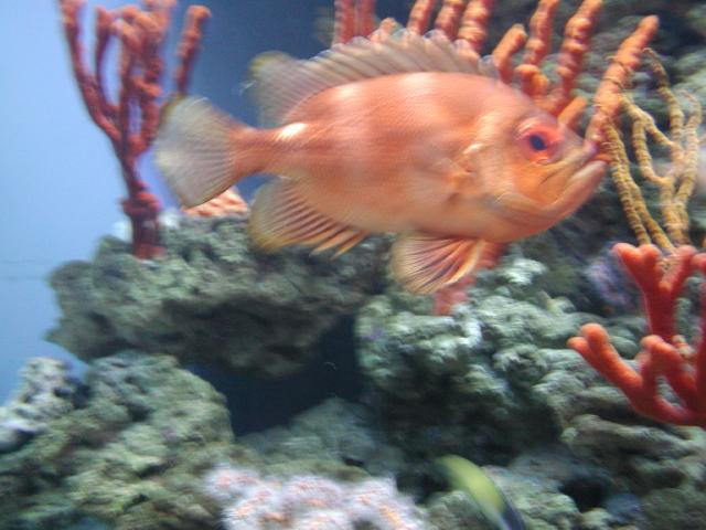 Moody Gardens 2001
