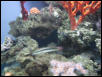 Moody Gardens 2001