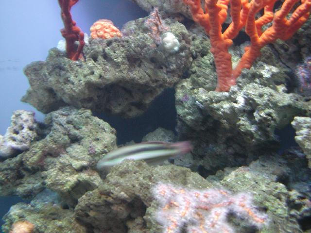 Moody Gardens 2001