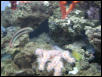 Moody Gardens 2001