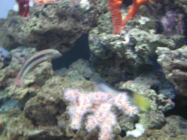 Moody Gardens 2001