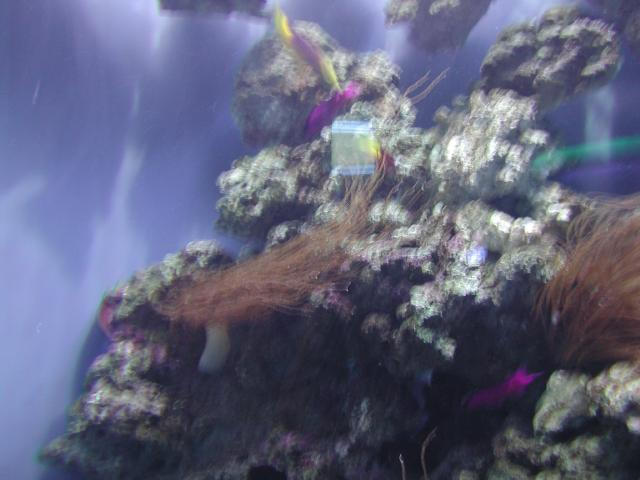 Moody Gardens 2001