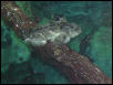 Moody Gardens 2001