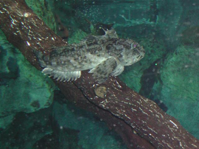 Moody Gardens 2001