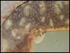 St Louis Zoo 2002