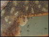 St Louis Zoo 2002