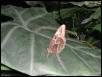 St Louis Zoo 2002