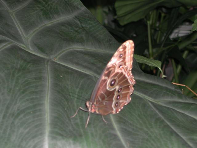 St Louis Zoo 2002