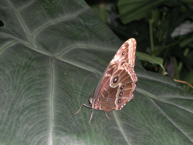 St Louis Zoo 2002