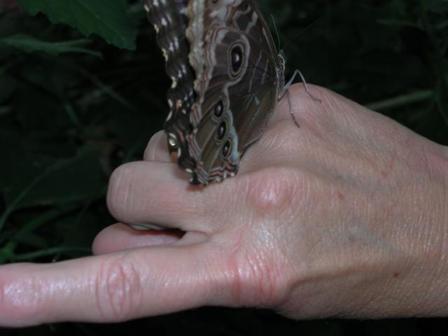 St Louis Zoo 2002
