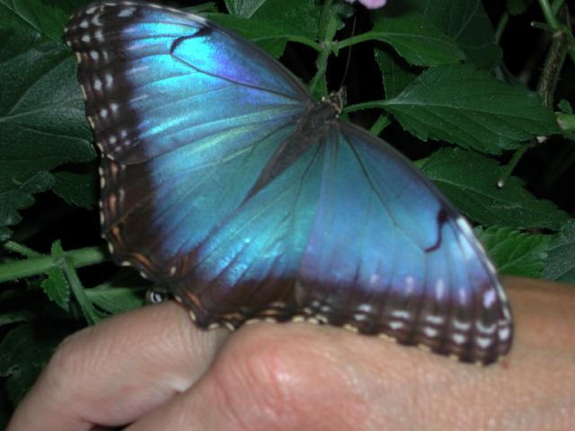 St Louis Zoo 2002