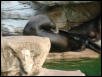 St Louis Zoo 2002