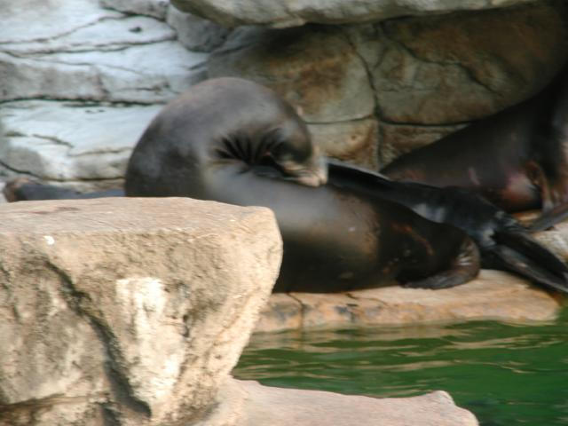 St Louis Zoo 2002