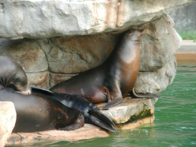 St Louis Zoo 2002