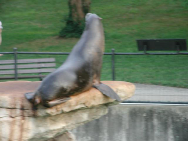 St Louis Zoo 2002