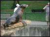 St Louis Zoo 2002