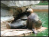 St Louis Zoo 2002