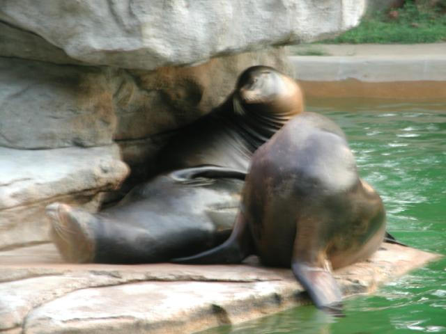 St Louis Zoo 2002