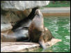 St Louis Zoo 2002