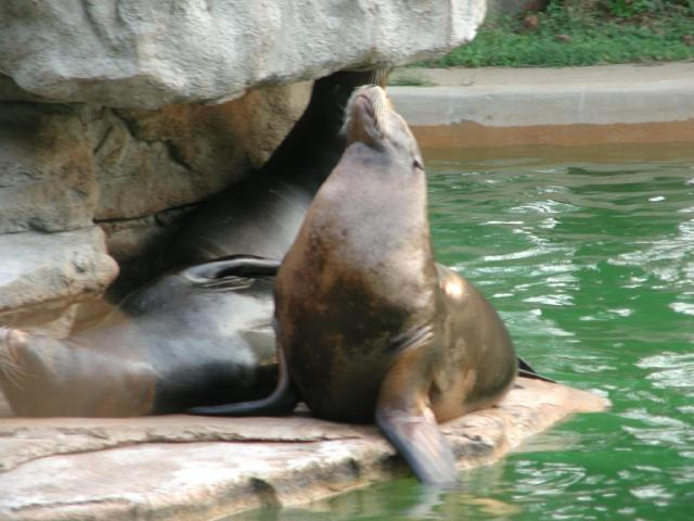 St Louis Zoo 2002