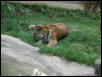 St Louis Zoo 2002