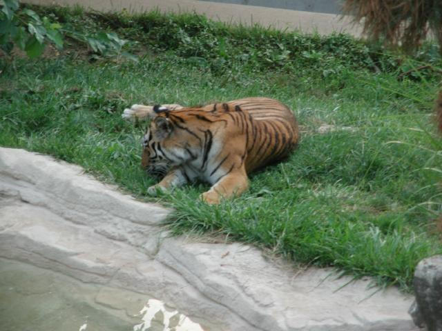 St Louis Zoo 2002