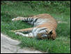 St Louis Zoo 2002