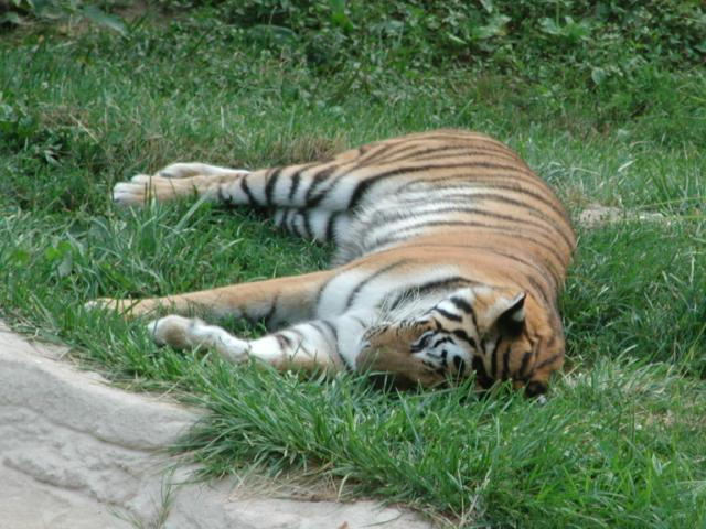 St Louis Zoo 2002