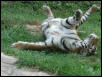Tiger on back