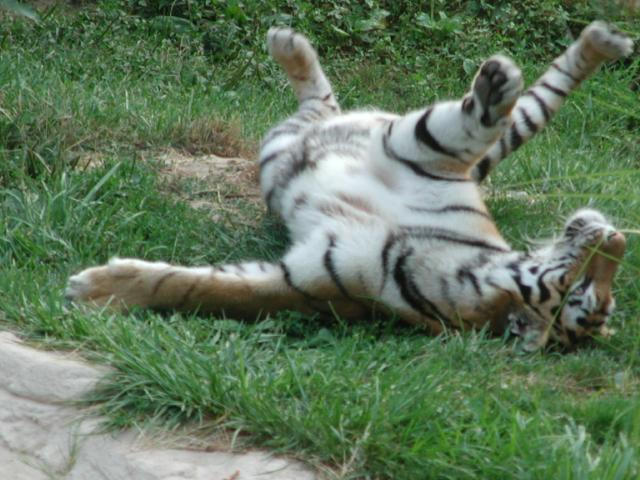 Tiger on back