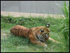 Tiger 2