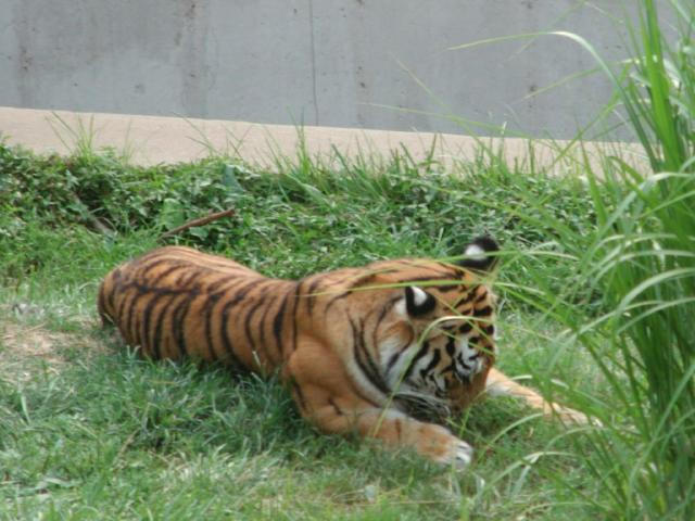 Tiger 2