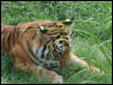St Louis Zoo 2002