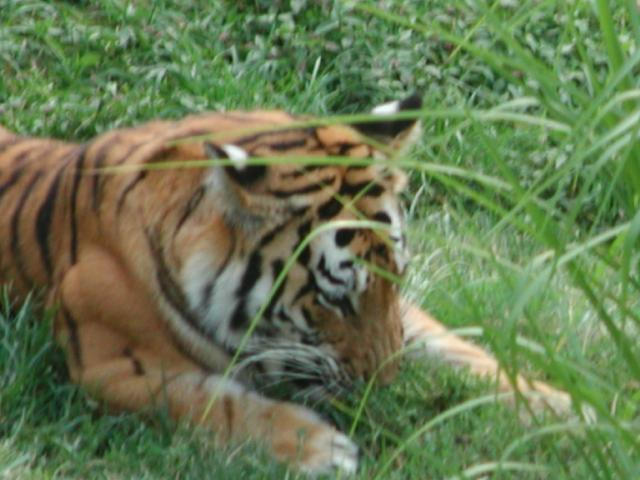 St Louis Zoo 2002