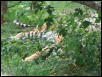 St Louis Zoo 2002