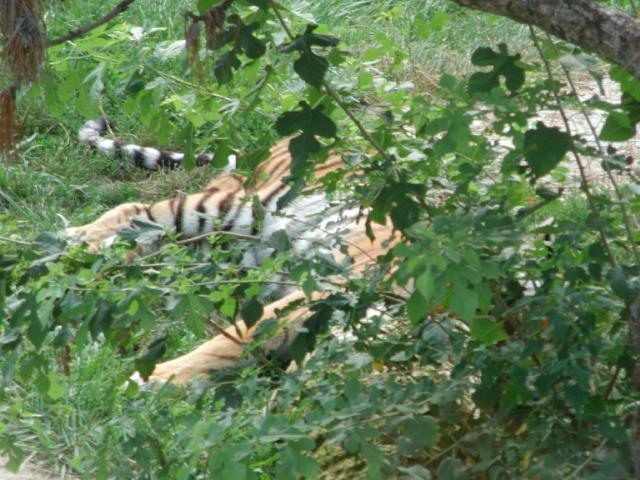 St Louis Zoo 2002