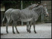 Zebras