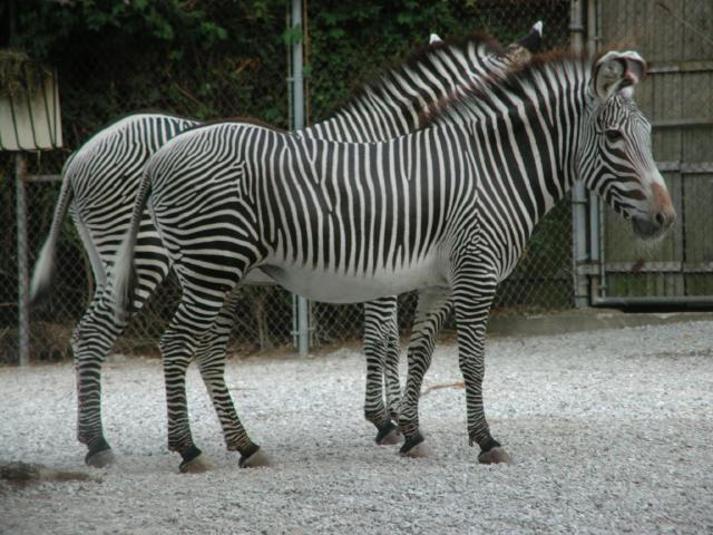 Zebras