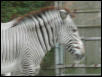 St Louis Zoo 2002