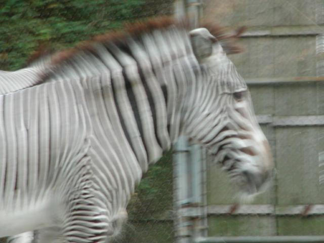 St Louis Zoo 2002