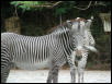 St Louis Zoo 2002