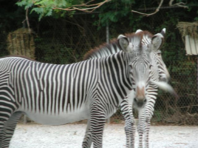 St Louis Zoo 2002