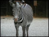 St Louis Zoo 2002